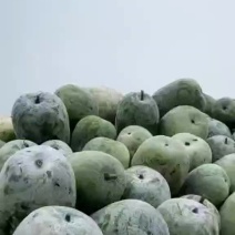 白皮冬瓜，量大，邢台柏乡。