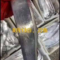 刀鱼