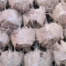 8--20公分馒头柳，苗圃直供，一手货源，量大价低