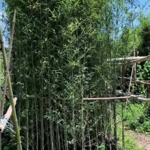 精品现货罗汉竹