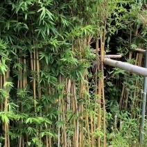 精品琴丝竹