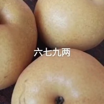 辉县薄壁南太行晚秋黄梨