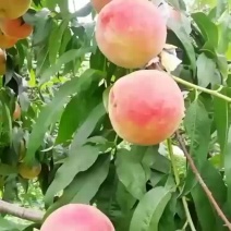 桃子，绿化九，刚下来