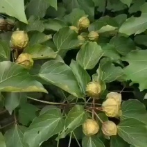 油桐苗，千年桐，三年桐！专业育苗基地！欢迎实地考察！
