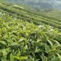 茶叶，绿茶，毛尖茶，竹溪茶，武当茶