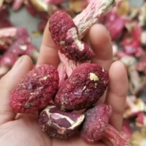 野生红菇批发，量大，所以便宜出