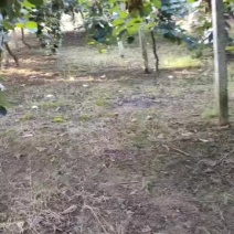 猕猴桃