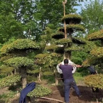 精品刺冬青，京山本地货源，价格实惠，质量保证。
