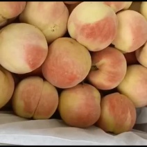 千亩桃园基地永连蜜桃大量上市中有需要联系我