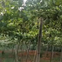大量广西桂林市，全州县吊瓜