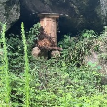 野生蜂蜜