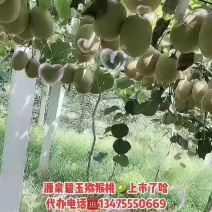 源泉碧玉猕猴桃上市啦～生长在大山里边的猕猴桃