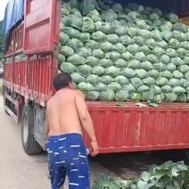 湖北恩施奥奇娜扁包大量供应