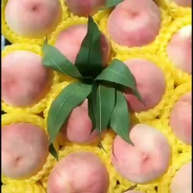 绿化九毛桃