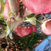 全红嘎啦先到先得