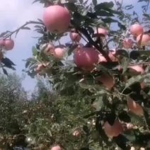 绥中嘎啦苹果