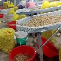 超值版小白沙与罗汉果鲜花生，上百工人加工！好货天天有，