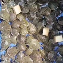 出售优质精品甲鱼苗，大小规格品种齐全，价格优惠，全国发货