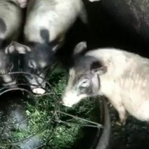 巴马香猪。500一只。10~20斤。