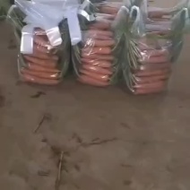 精品半苗货，出口货，来了，胡萝卜🥕大量有货