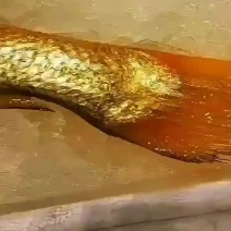 一手货源东海海捕大黄鱼
