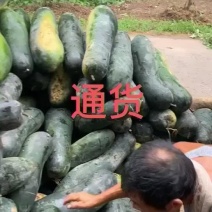 加工厂通货个头大肉厚老瓜
