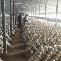 灵芝菌种，赤芝菌棒，赤芝菌包，产地直销源头厂家。