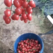 千禧圣女果
