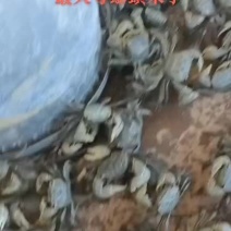 蟛蜞～蟛蜞螯