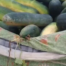 黑皮冬瓜颜色好，地板好