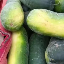 黑皮冬瓜