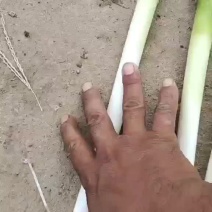 百亩日本钢葱，大量大市，保质保量欢迎来电咨询