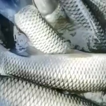 草鱼