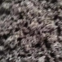 免洗地皮菜精品