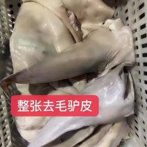 整张纯驴皮带耳朵尾巴去毛烫毛驴皮新鲜厂家直发