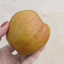 隰县玉露梨