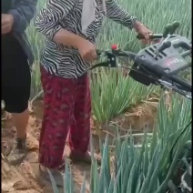 大葱