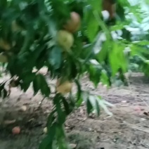 永连密