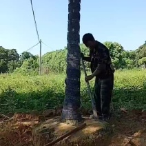 无患子基地1一20公分，现货长期有效。精品无患子。