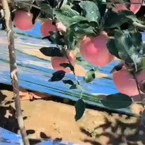 大量上市欢迎来采购