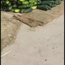 亳州麦茬黑皮冬瓜大量上市