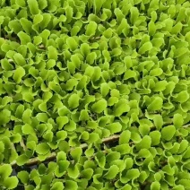 绍菜苗量大从优价格实惠