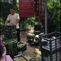 8月20号上市