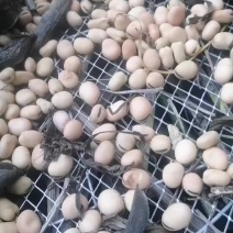 甘肃产地直发胡豆小圆蚕豆优质干货当季新货羊眼豆批发