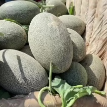 精品西州蜜已成熟，大量上市