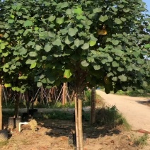 黄谨5-12分大量现货供应有需要的老板可以联系
