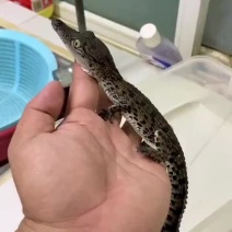 湾鳄苗，泰鳄苗，暹罗鳄苗，鳄鱼苗。尼罗鳄苗