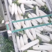 威宁高冷白罗卜
