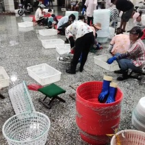 鲜活梭子蟹速冻活冻梭子蟹包鲜包肥厂家直供货源稳定欢迎咨询