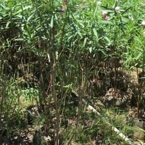 夹竹桃高度80-200厘米冠幅40-80厘米看上的联系